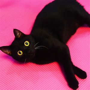 纯种孟买猫小黑豹黑猫幼猫活体赛级金瞳包邮妖猫传孟买猫黑色猫咪
