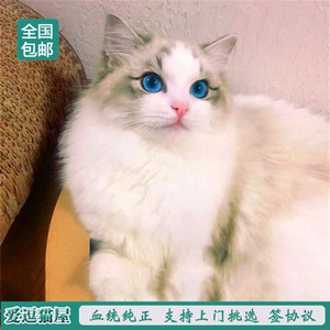 纯种山猫纹布偶猫幼猫活体 双色布偶蓝眼宠物猫 加菲猫折耳幼猫