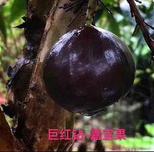 嘉宝果大白果