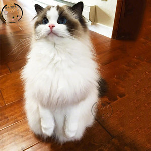 布偶猫幼猫赛级活体宠物猫纯种海豹双色贵族血统蓝眼仙女猫小猫咪