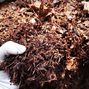 真正东北橡树叶营养土松针腐殖土腐叶兰花君子兰专用橡叶种植酸性