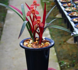 建兰红剑-淘宝拼多多热销建兰红剑货源拿货 - 阿里巴巴货源