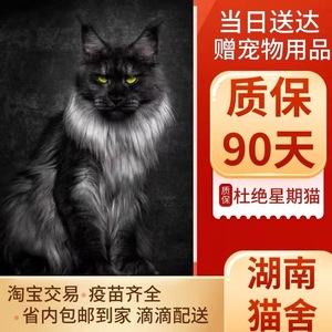 缅因猫幼猫纯种巨型缅因库恩猫赛级烟灰银虎斑幼崽宠物猫咪活物