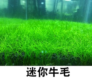 牛毛草正宗