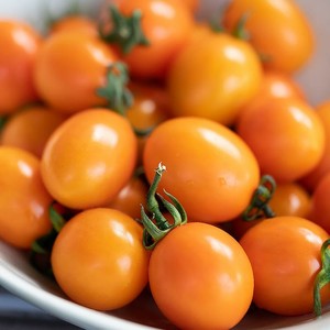 福建漳州新鲜现摘黄金圣女果黄色小番茄黄色圣女果孕妇水果非千禧