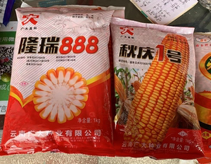 隆瑞888黄包谷种子,4斤包装,隆瑞888玉米种子2公斤包邮0人付款138