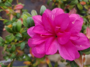 那鲁鲁杜鹃 皋月东洋杜鹃 鹃之舞重瓣 粉紫色杜鹃 绯梅锦一树多色