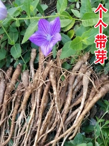 桔梗苗500g野生狗宝苗药材种苗桔梗菜铃铛花包袱花中华桔梗洋桔梗