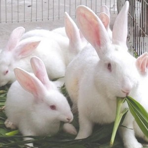 新西兰比利时小兔子活物宠物兔大兔子成年兔种兔苗大型家兔可挑选