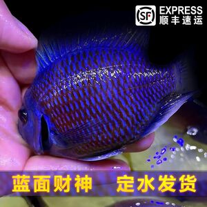 大型观赏鱼蓝面财神金红龙配虎鱼热带鱼魟鱼活体招财鱼好养耐活鱼