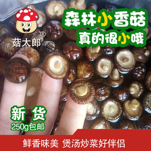 菇太郎小小香菇珍珠菇西峡农家干货特产金钱菇迷你商用香菇250克