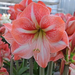 嘉木进口朱顶红【冬日阳光】现货单瓣江浙沪满128包邮易栽培