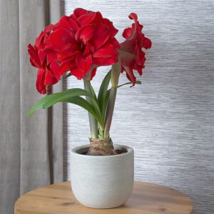 嘉木进口朱顶红【安陌】现货红色重瓣江浙沪满128包邮易栽培品种