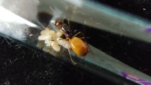已产卵黑金弓背蚁费氏弓背蚁新后宠物蚂蚁弓背蚁活体蚂蚁容易养活