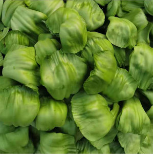 四川新鲜奶奶菜重庆农家泡菜素材邦邦菜4斤5斤包邮青菜片芥菜梗