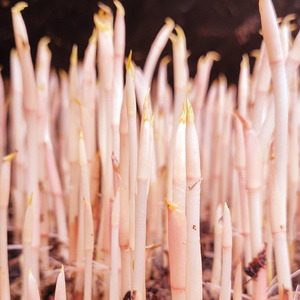 四川现挖折耳根嫩芽3斤鱼腥草尖新鲜节节根嫩苗凉拌节儿根侧儿根