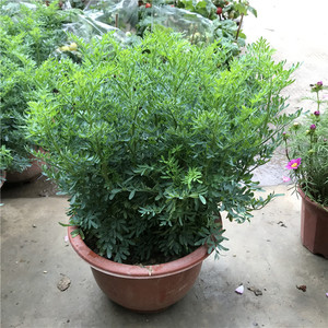 可食用芸香草臭草盆栽臭艾小香草中草药用绿植物阳台庭院绿豆糖水