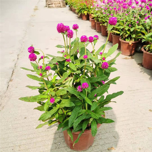 千日红盆栽带花苞千日紫色花卉绿植物阳台庭院绿化苗圃喜阳百日红