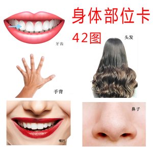 五官身体部位彩图认知 自闭症康复训练教材语言训练幼儿早教卡片