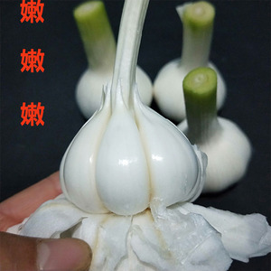 新鲜白皮大蒜头2022新嫩蒜绿头蒜农家湿蒜现挖青蒜头腌制糖腊八蒜