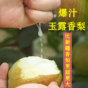 山西隰县玉露香梨8斤青皮梨水果新鲜整箱雨露香梨当季高端水果