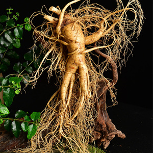 天杰参茸新鲜长白山人参新鲜大参人叁泡酒参特大超大鲜参半斤