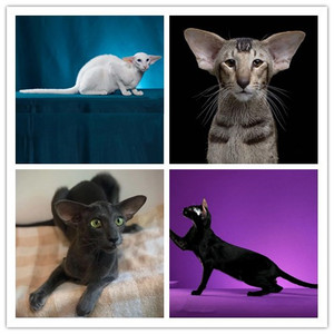 纯种东短猫纯种活体猫咪纯黑东方短毛猫幼猫实体店幼崽家养宠物