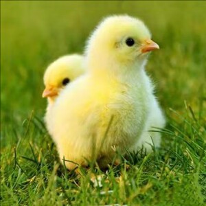 小黄鸡活体宠物小鸡活物家养观赏萌萌小鸡活体幼崽网红萌宠迷你鸡