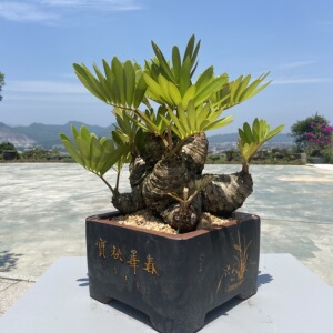 墨西哥铁树美洲铁中式禅意盆景室内办公室茶几名贵好养植物吸甲醛
