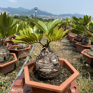进口墨西哥铁树 中式禅意盆栽室内绿植 净化空气好养植物基地直发