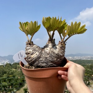 墨西哥铁树盆栽 一物一拍 美洲铁室内好养绿植吸甲醛净化空气耐旱