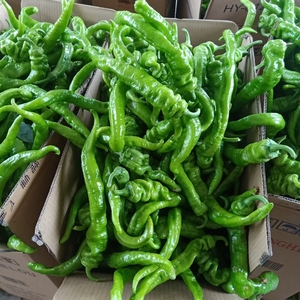 陕西新鲜螺丝辣椒青辣椒薄皮微辣中辣特辣5斤装