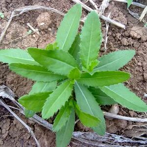陕西新鲜野生刺金菜小蓟草刺儿菜 刺角芽野刺菜现摘3斤装
