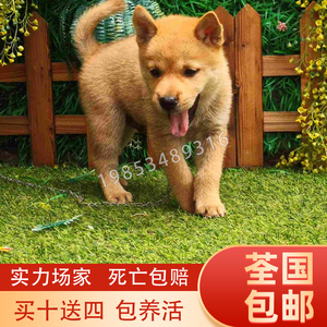 正宗土狗苗肉狗苗广西土狗崽农村小笨狗土狗崽中华田园犬养殖技术