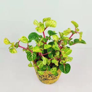 锦叶雪血苋盆栽室内钱多多冰雪奇缘红线花叶蝴蝶办公室水培陶瓷盆