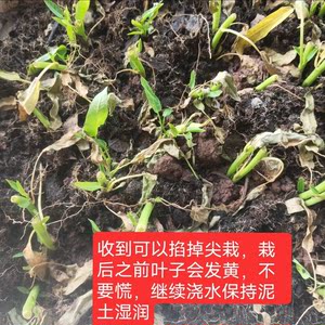 四季空心菜苗带根老杆育苗藤藤菜小叶子空心菜秧苗子水上青菜改良