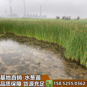 水葱植物苗葱蒲莞草 观赏草水葱净化水质挺水植物湿地公园浮岛