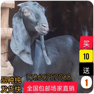 99230人付款淘宝活物波尔山羊纯种小羊羔黑山羊小羊奶山羊怀孕母羊白