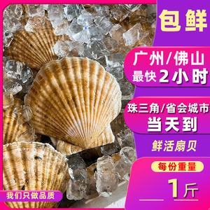 【1斤2-4个】 鲜活大扇贝元贝 海鲜水产品鲜贝超大号贝柱瑶柱海螺