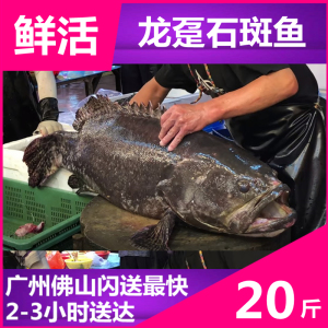 【石斑鱼野生】石斑鱼野生品牌,价格 - 阿里巴巴