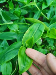 青叶竹梅竹节草吊兰白花紫露草水培绿植办公桌阳台室内净化吸甲醛