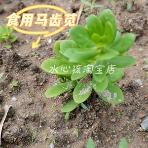 天然绿茎白花新鲜马齿苋菜长寿菜野菜芥菜猪母菜苗太阳花盆栽阳台