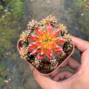 仙人球五彩牡丹锦 光辉牡丹锦 易开花稀有品种自然锦室内多肉盆栽