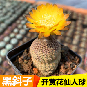 开黄花黑斜子仙人球 群生多头仙人掌 室内吸甲醛办公桌防辐射盆栽