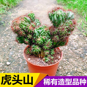虎头罗汉山
