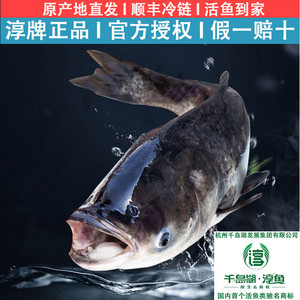 7-30斤正宗千岛湖淳牌鱼胖大包头鱼新鲜活水产花鲢鱼整条活鱼食用