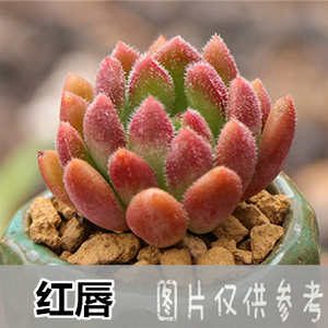 多肉红唇老桩