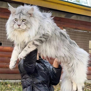 纯种缅因猫活体赛级俄罗斯血统巨型猫银虎烟灰幼猫长毛宠物猫猫舍