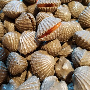 新鲜血蛤500g 花蛤血蚶赤贝 泥蚶贝类毛蚶水产 海鲜鲜活非北极贝