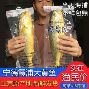 宁德大黄鱼黄花鱼新鲜黄鱼鲜活冷冻水产黄瓜鱼6条装4-5两间约3斤